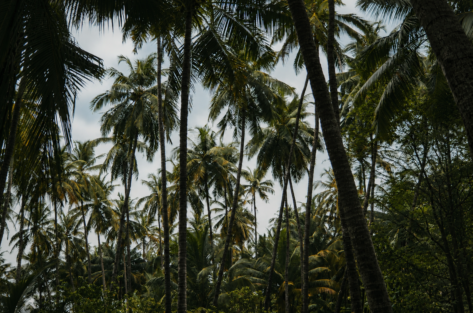 Tropical landscape