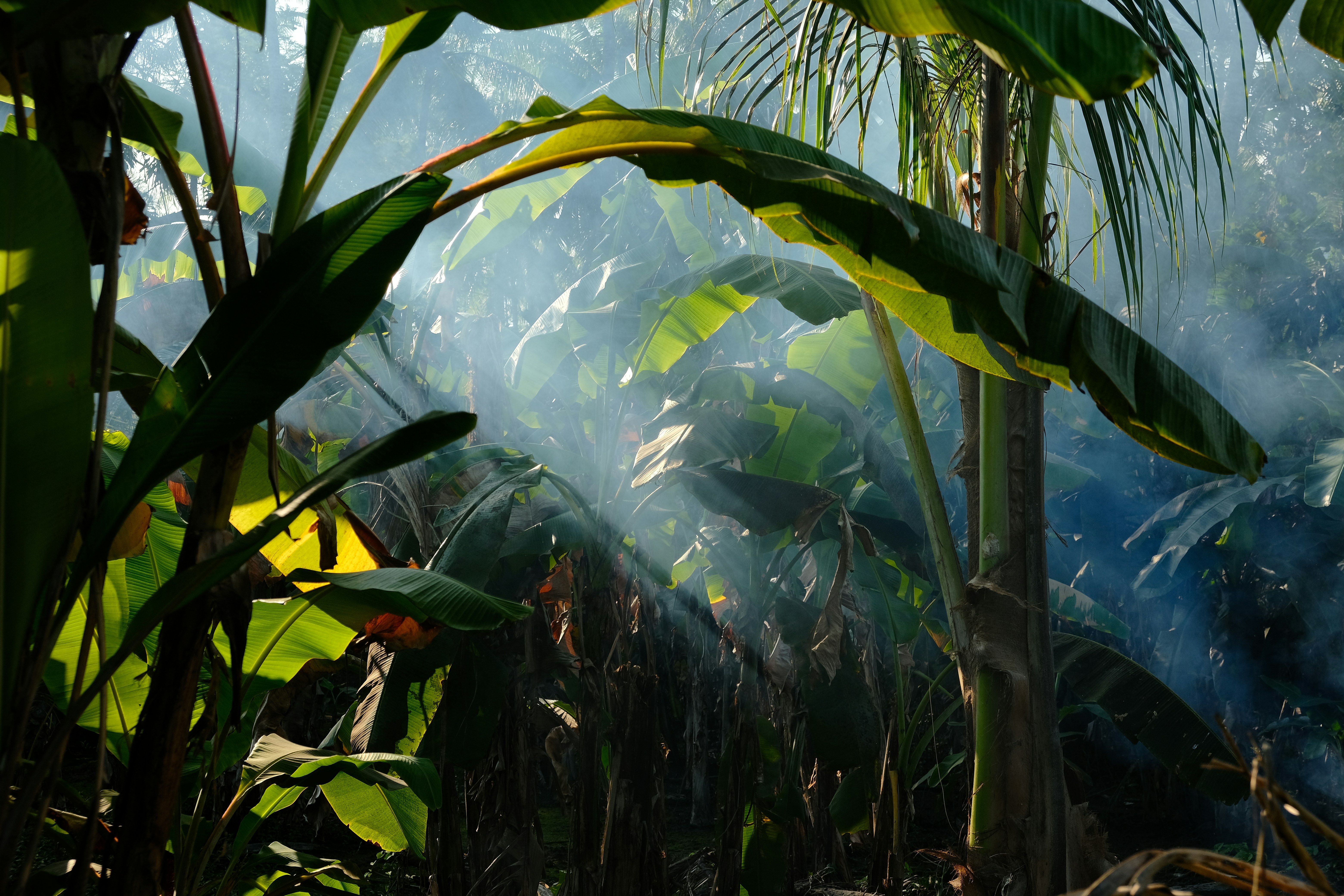 Tropical landscape