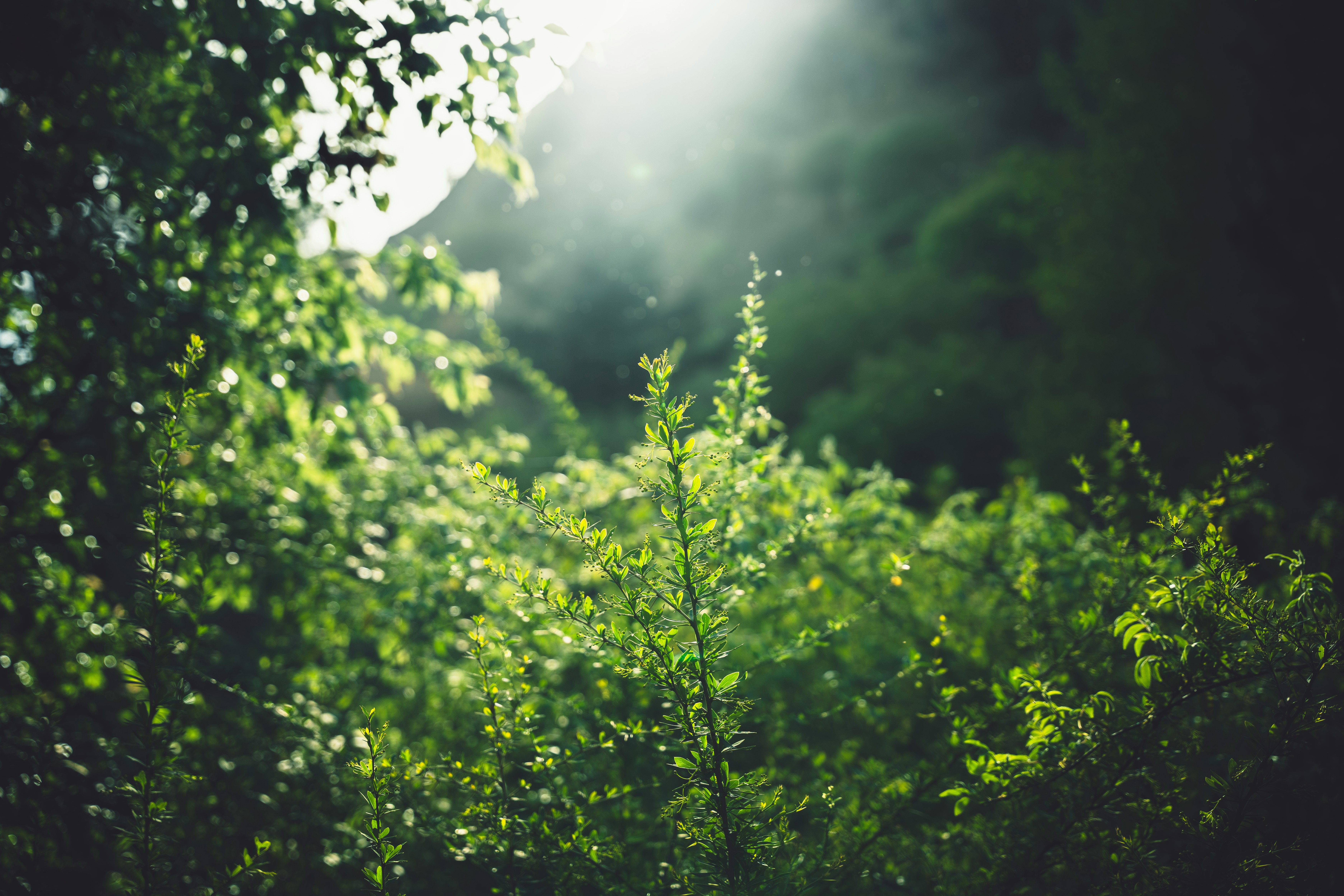 Tropical landscape