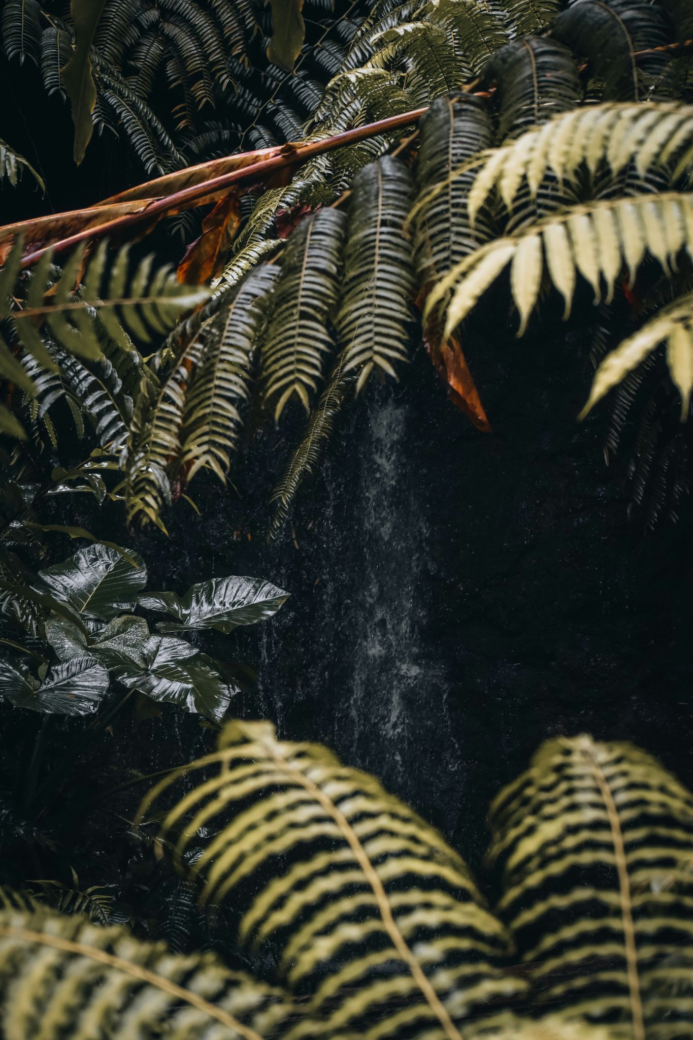 Tropical portrait