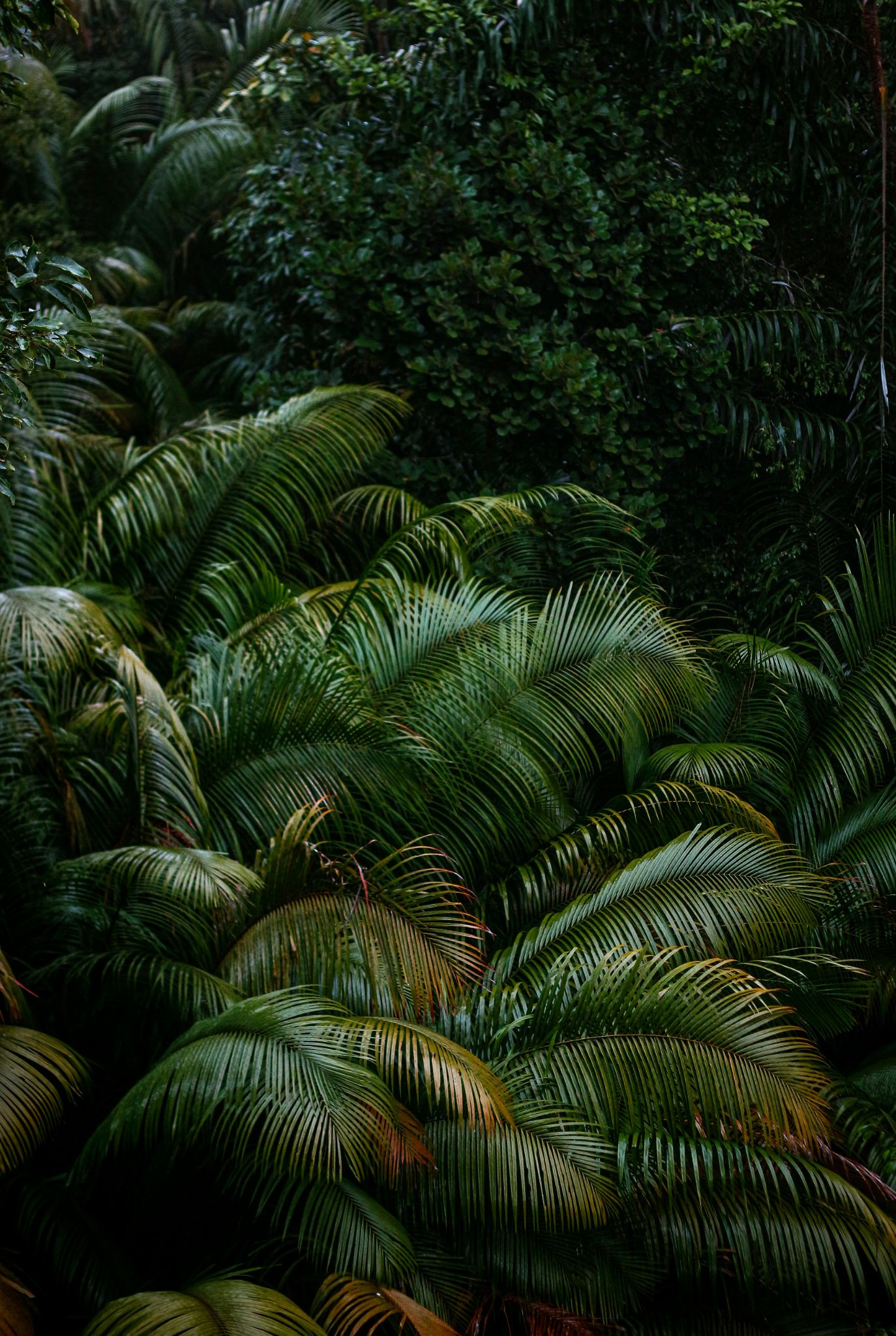 Tropical portrait