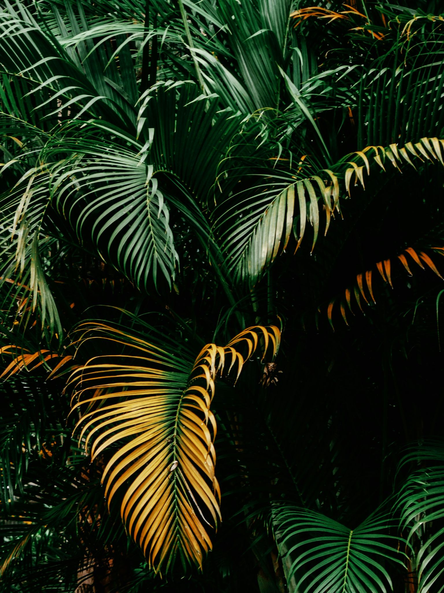 Tropical portrait