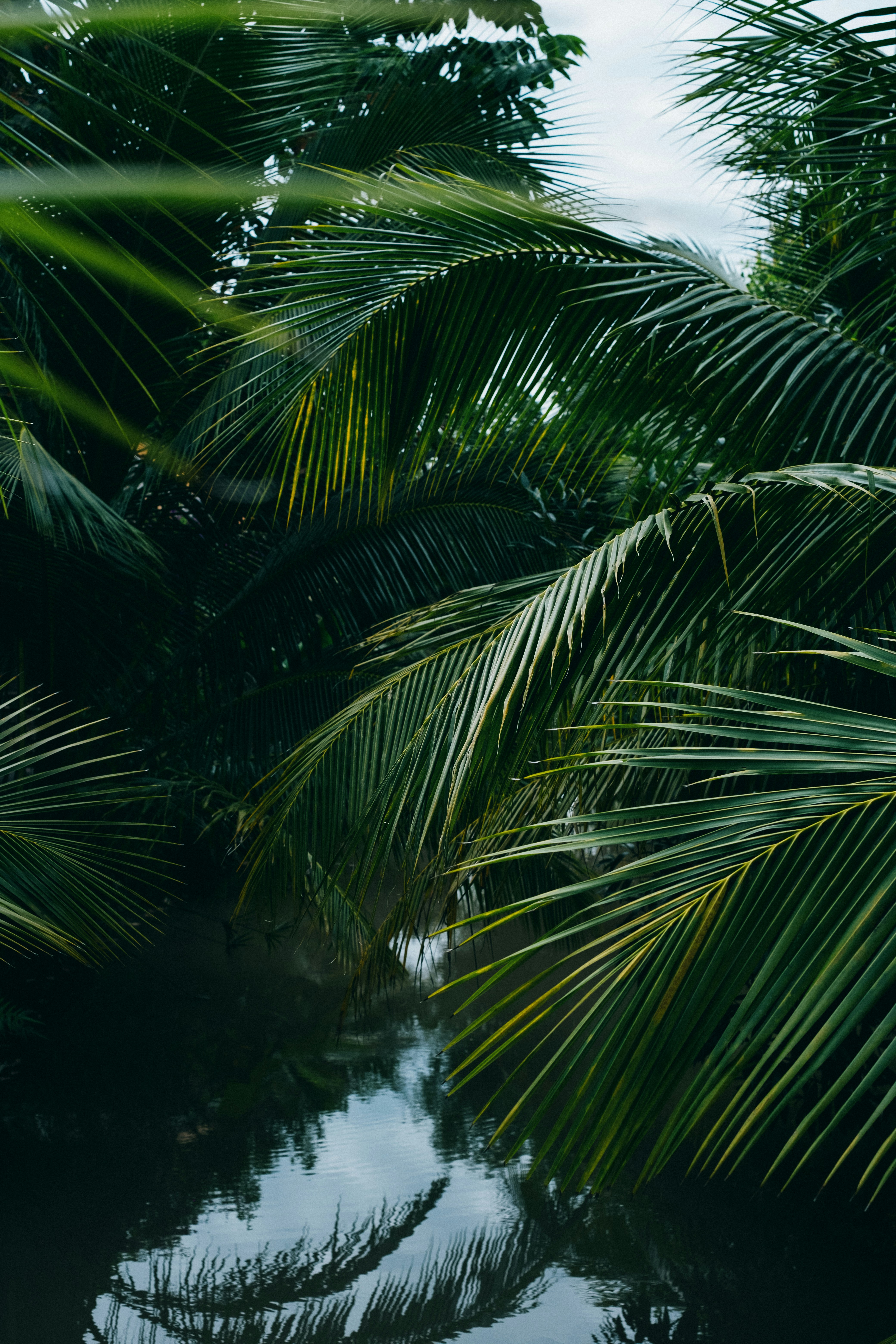 Tropical portrait